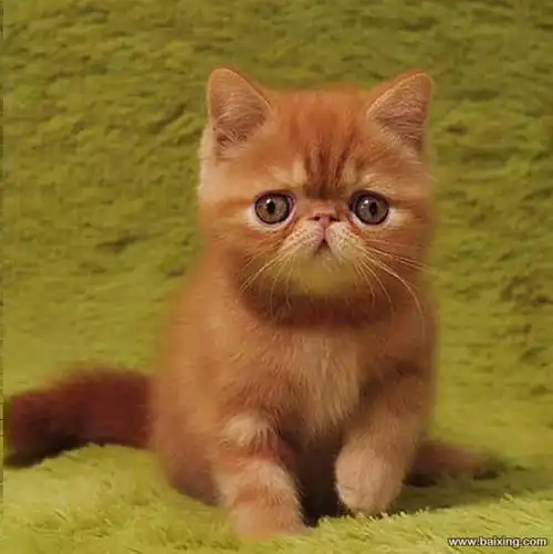 深圳宠物 深圳猫猫 深圳加菲猫 品种加菲猫 公母公母都有 年龄3个月