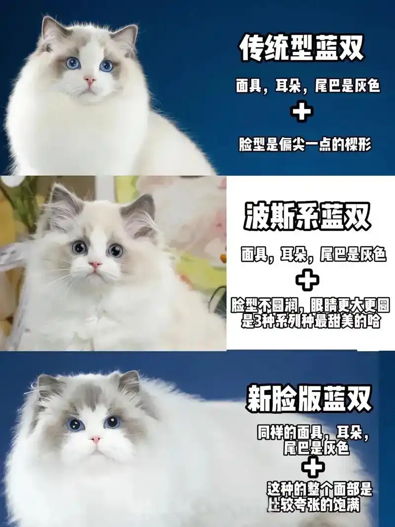 布偶猫新脸版和传统有什么区别?多少钱一只.