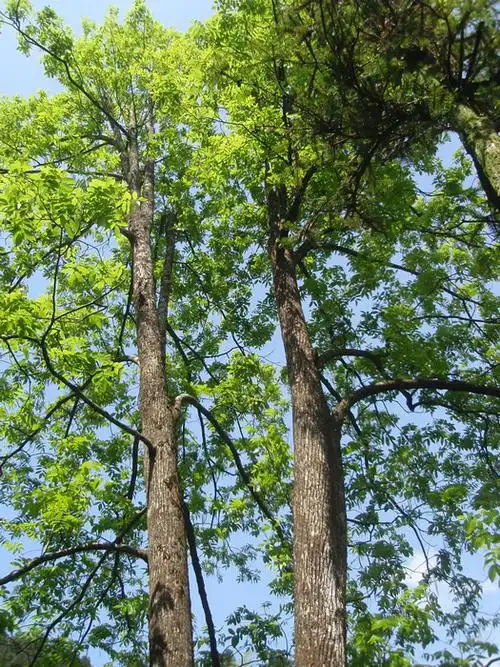 户外e族闲逛福寿山活动汇报帖