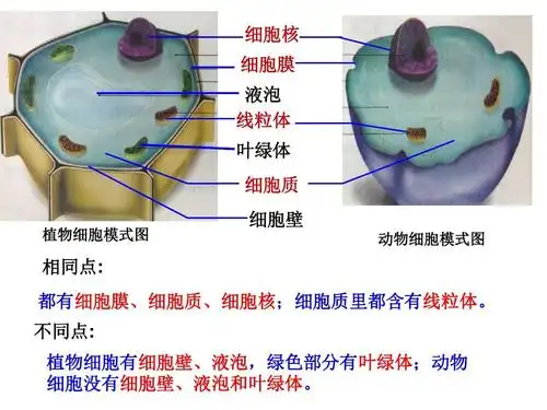 细胞膜 液泡 线粒体 叶绿体 细胞质 植物细胞模式图 细胞壁 动物细胞