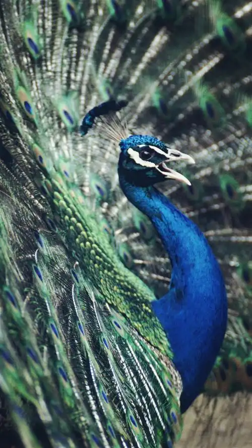 彩色孔雀开屏手机壁纸大全