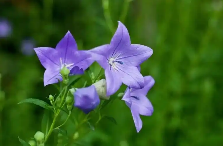 王药师带你认草药桔梗