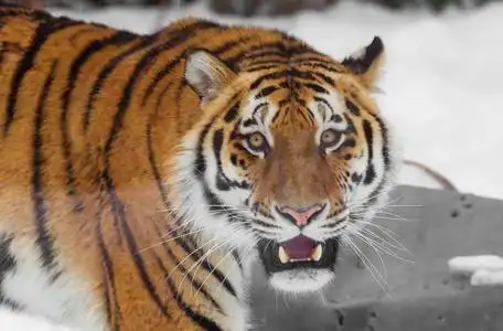 美洲豹图片-美洲豹素材-美洲豹插画-摄图新视界