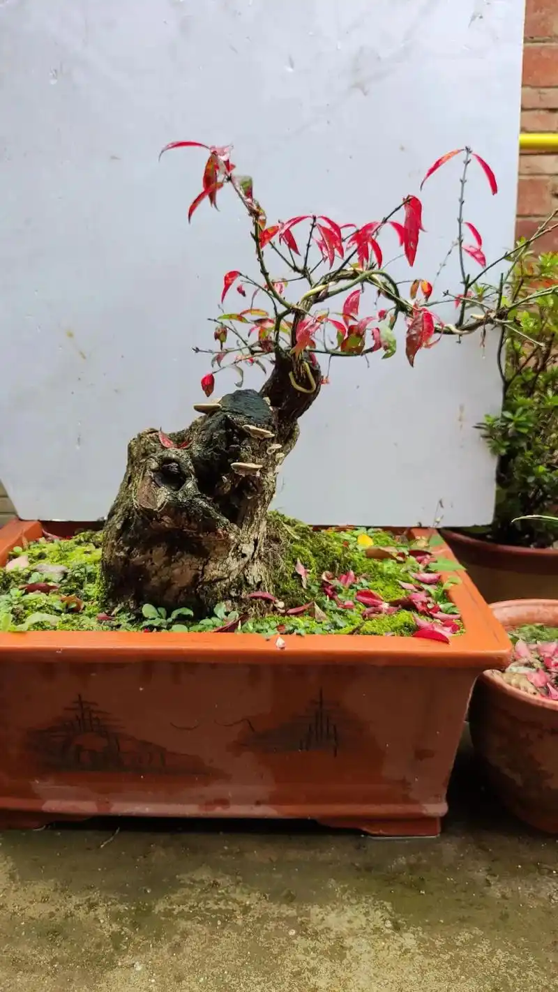 卫矛熟桩,生桩#盆景 #盆景艺术 #盆景素材  - 抖音