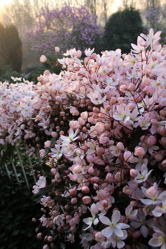 荷兰进口铁线莲苹果花盆栽浓香庭院阳台窗台花墙花卉