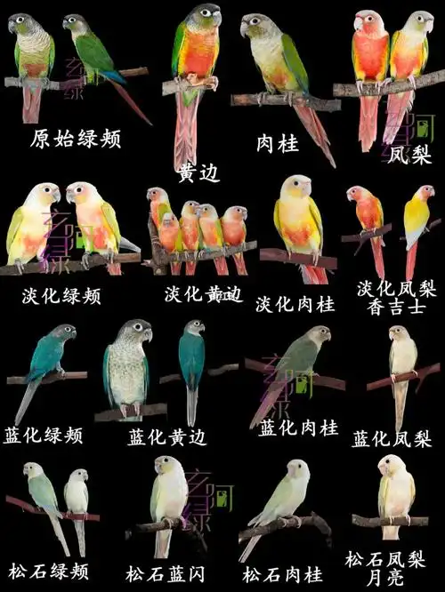 绿颊小太阳鹦鹉品种图