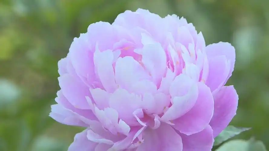 芍药花开惊艳五一