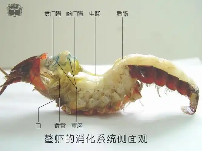 螯虾的解剖ppt
