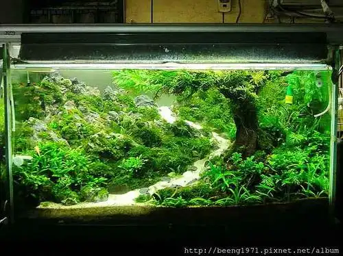 120cm草缸iaplc2013第39名造景图片欣赏