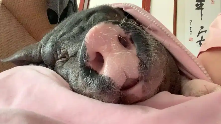 【宠物猪】就睡个一分钟