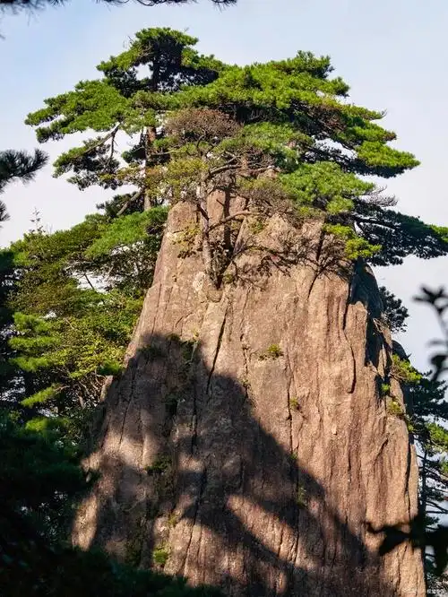 天下第一松——黄山迎客松
