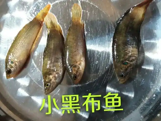 华北明珠白洋淀野生鱼类实物照片及名称 (一) 2016年8月