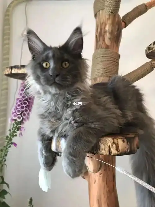 2个月 爆毛怪 疫苗:1针疫苗体格粗 高冷范 未来可期 #凯米尔色缅因猫