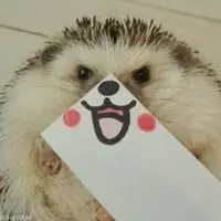 刺猬头像高清_微信头像图片大全