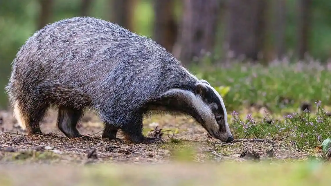 獾子油的功效作用与禁忌