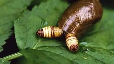 被寄生的蜗牛,犹如被控制的丧尸,行为诡异无法理解!