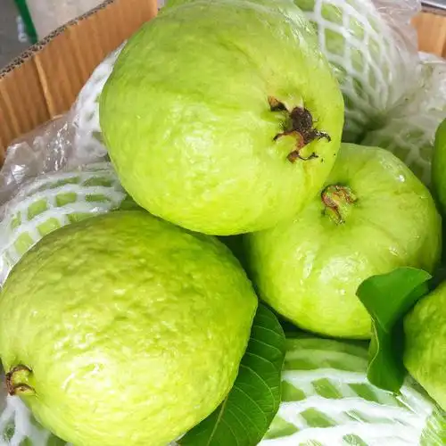 番石榴福建漳州软心土芭乐白心新鲜水果1-9斤装香甜糯