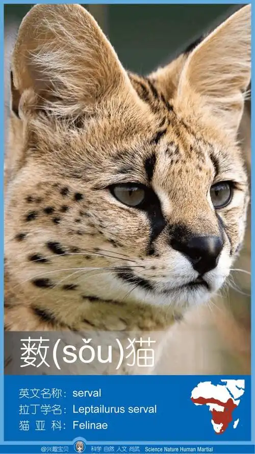 世界全部36种猫科动物简介