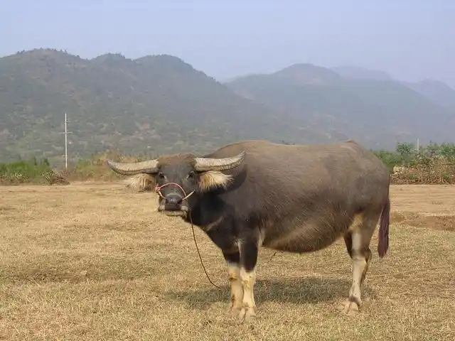 重磅!我国科学家解析水牛白毛色性状的致因突变和分子调控机制