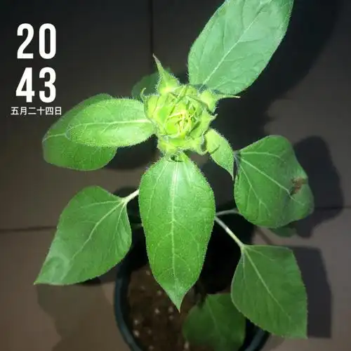 向日葵生长记666