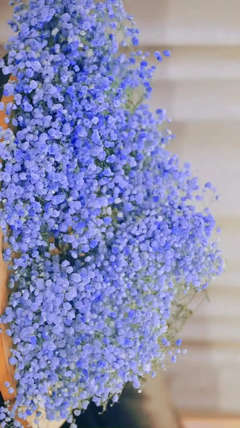 你知道满天星的花语吗? "我携满天星辰以赠与你,又觉满天星辰 - 抖音