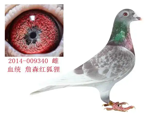 信鸽在线拍卖平台 - 中国信鸽信息网