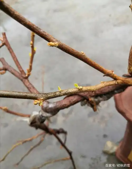 三角梅发芽,这个温度挺合适,但要确保"恒温"哦!