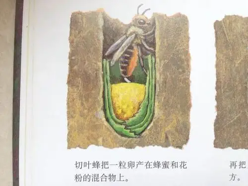 切叶蜂是如何筑巢的_月季花吧_百度贴吧