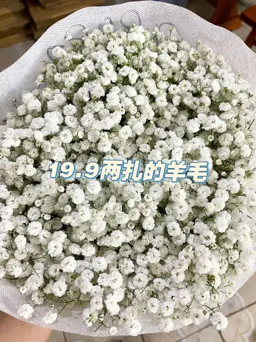 白色满天星199顺丰包邮