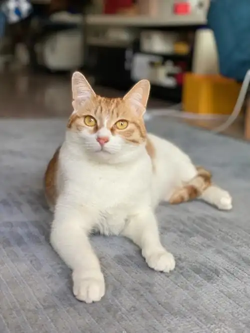 谷爱凌的猫  #中华田园猫  #橘白猫  #猫咪  #猫咪日常  #橘猫  