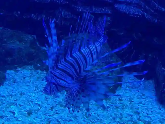 p>常州金鹰海洋世界,由 a target="_blank" href="/item/金鹰国际