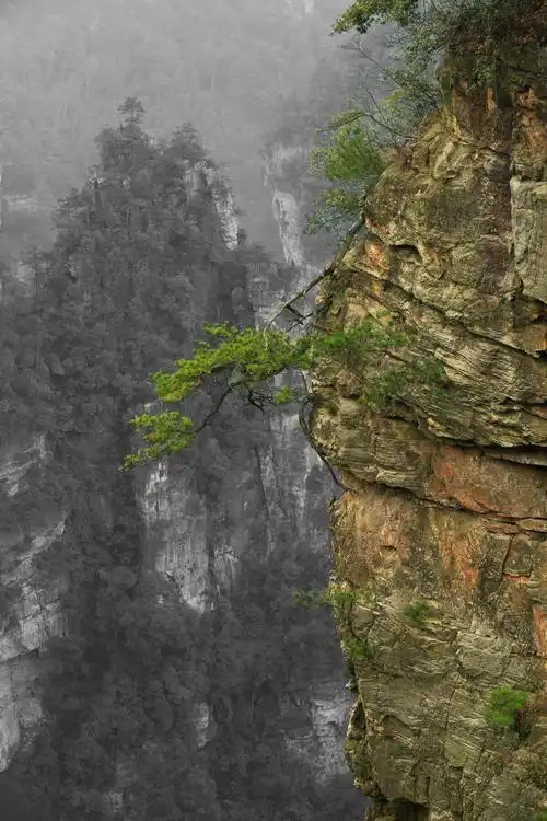 张家界绝壁青松