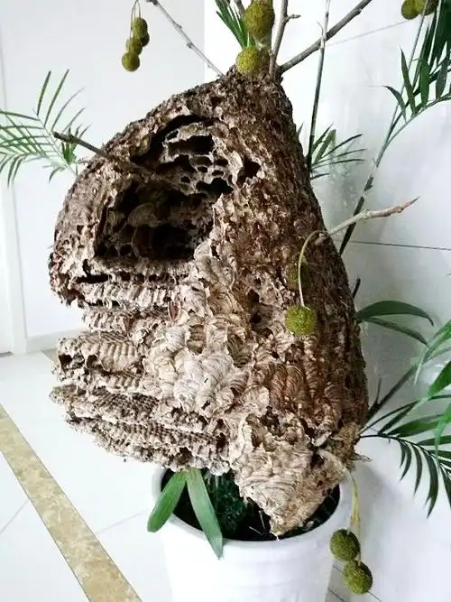 特大野生蜂巢现身我县长约09米宽达16米