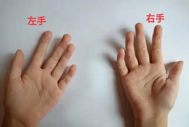 我们的两只小手可以做什么呢?分清左右手