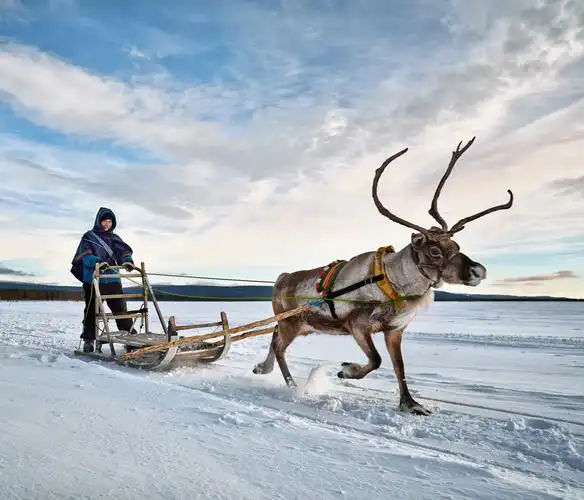 鹿拉雪橇www.nordicvs (3)