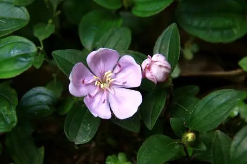 地菍野牡丹科野牡丹属