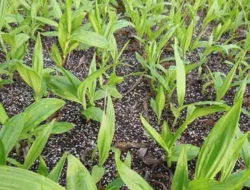 峨眉山毛慈菇都有哪些功效