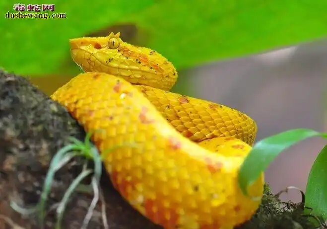 黄曼巴蛇