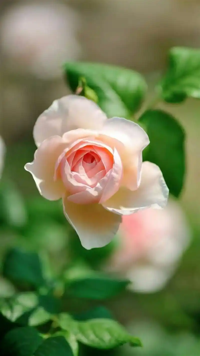 清新植物花卉摄影高清手机壁纸