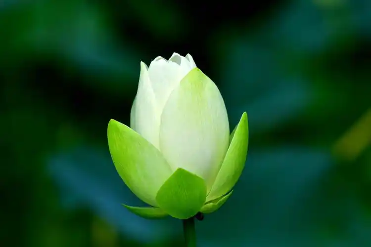 【白色荷花摄影图片】生态摄影_太平洋电脑网摄影部落