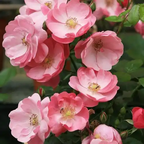 藤本月季安吉拉