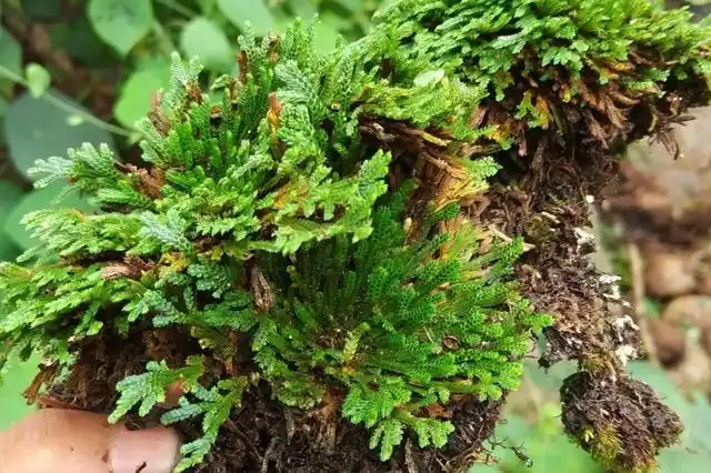 大家好,今天我给各位介绍的植物名叫还阳草,在我们河源紫金农村的野外