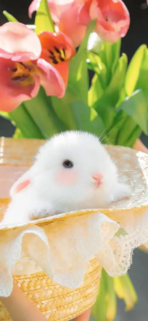 唯美治愈小白兔