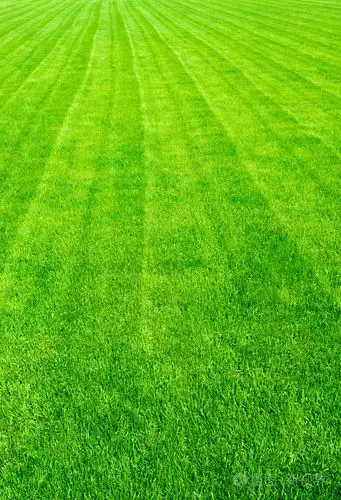 领域的夏天,背景是绿草地