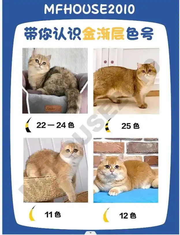 一分钟教你如何分辨金渐层的各种色号知识  - 抖音