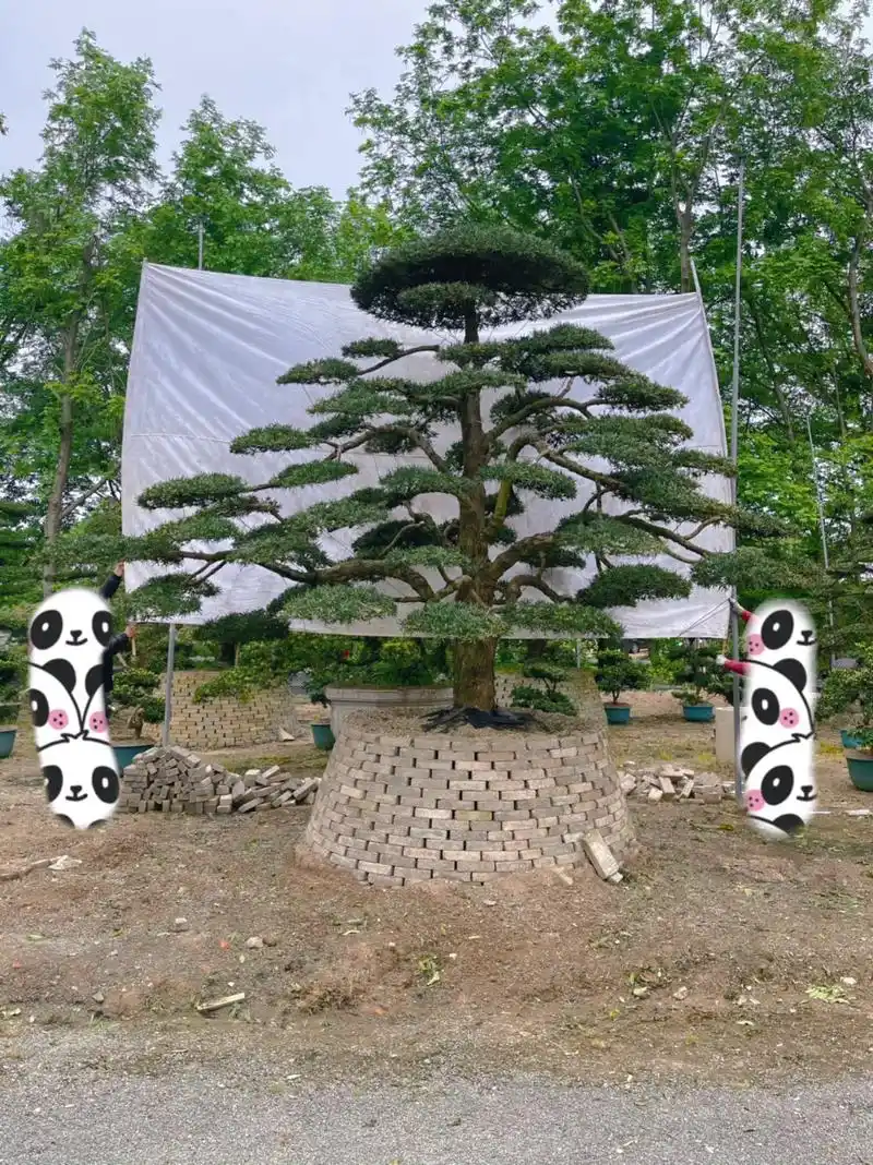 这个云片这个高度你觉得什么价格可以带回家!#实景拍摄 #造型 - 抖音