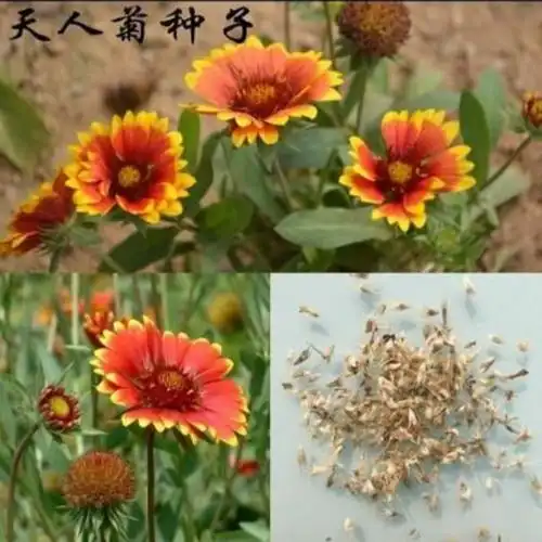 花种籽子天人菊种子多年生宿根花卉种子耐寒花种易播种
