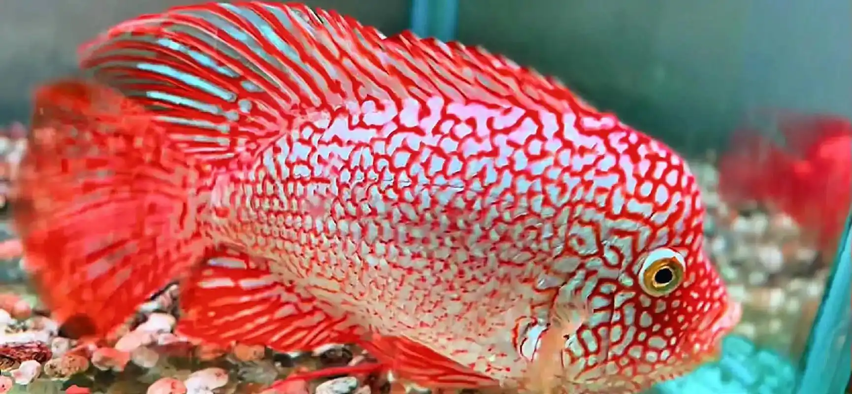 罗汉鱼 #德萨罗汉鱼 顶级德克萨斯 极品坐等爱它之人7215 - 抖音