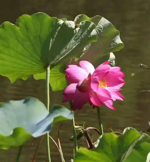 并蒂莲图片并蒂莲今年频繁出现预兆着什么