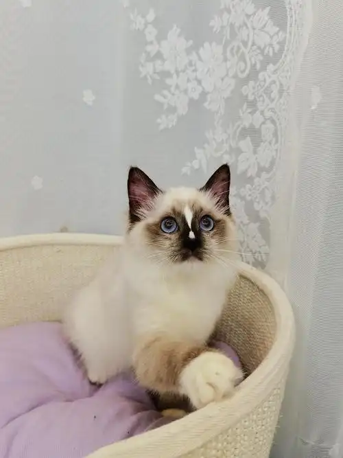 上海手套流星布偶妹妹找家